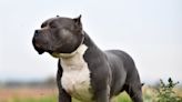 American XL bullies amnesty to come before ban as breed ‘linked to half of all dog attacks’