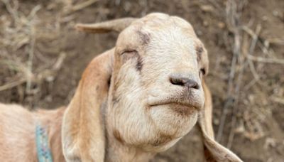 A Texas man bought a home, only to discover that a squatter and a 'pretty big goat' were living there. When he tried to get in months later, the goat attacked his dad.