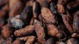Cocoa prices slump 20% in two days amid record low liquidity