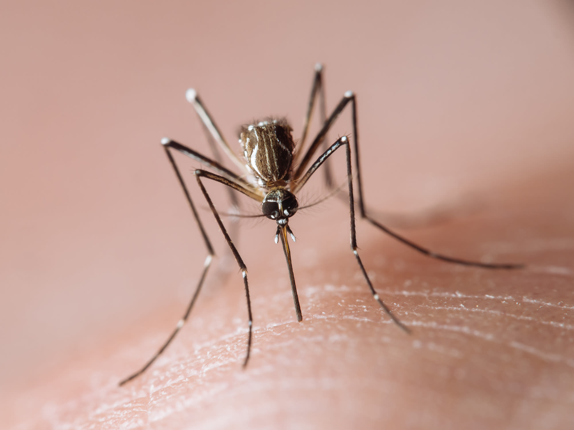 U.S. Sees Increased Risk of Dengue Virus. But What Is It?