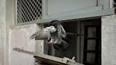 Indian police retain carrier pigeons as backstop against disasters