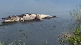 Birthday celebration gets weird when dead alligator starts moving, Florida video shows