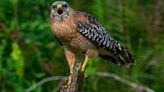 Songbird Harasses Red-Shouldered Hawk Sitting Too Close To the Nest