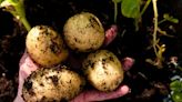 Scientists are breeding incredible ‘super potatoes’ of the future: ‘We need … varieties that can be resistant to change’