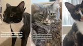 Cats are having eerie reactions to the sounds of Ancient Egypt on TikTok
