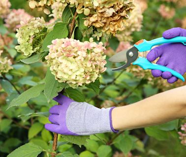 Should You Be Deadheading Hydrangeas? Here's What an Expert Recommends