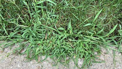 How to Stop Crabgrass From Taking Over Your Lawn