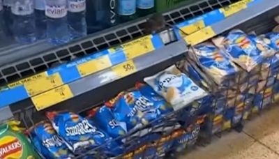 'Rat' spotted among crisps and drinks in Hunslet Morrisons