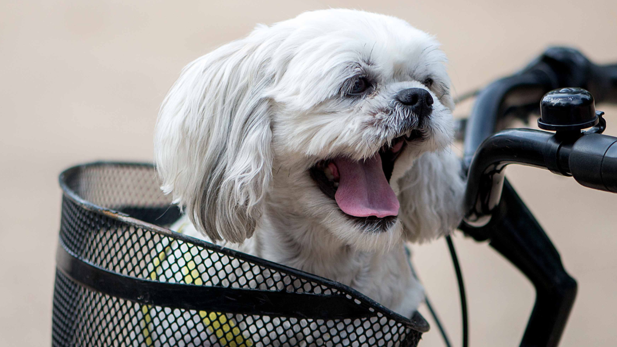 People Can’t Get Over Shih-Tzu's Cool Get-Up for Casual Bike Ride With His Dad