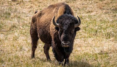 Man injured after kicking bison in the leg while under influence of alcohol at Yellowstone