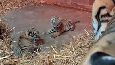 Endangered tiger cubs born at St. Paul's Como Zoo