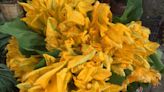 Flor de calabaza: recetas con la más bonita de la milpa