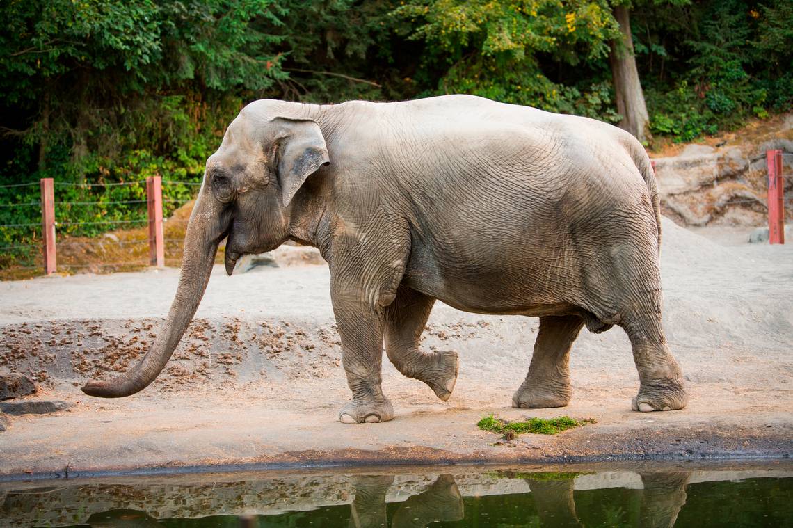 Goodbye, old friend: Beloved elephant Suki dies at 60, Tacoma zoo announces