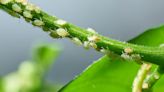 7 ways to repel aphids and keep them out of your yard