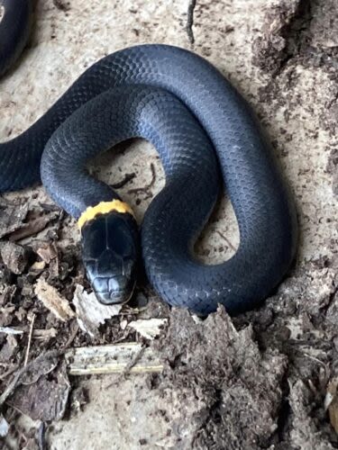 The mysterious ‘night snake’ of the U.P.