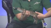 Zoo Guest: Orinoco crocodile