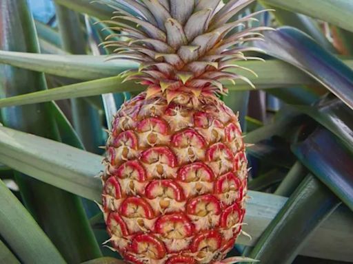 $395 pineapple being sold at Southern California produce store