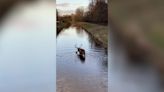Stag shows off football skills with ball in river at London park