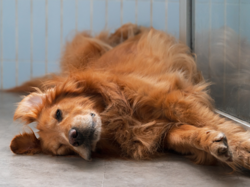 Stubborn Golden Retriever Refuses to Get in the Car & Dog Walker Can't Stop Laughing