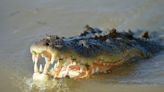 Australie : Des restes humains retrouvés après la disparition d’une enfant « attaquée par un crocodile »