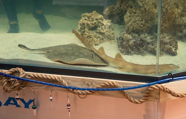 A pregnant stingray with no male companion now has a ‘reproductive disease,’ NC aquarium says