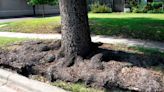 Avoid these common mistakes with shade trees in your North Texas landscape