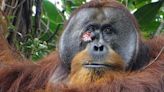 Scientists Photograph Orangutan Treating Wound With Medicinal Plant in World-First Observation