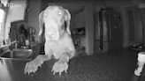 Rescue puppy captured pinching probiotics on Ring indoor camera
