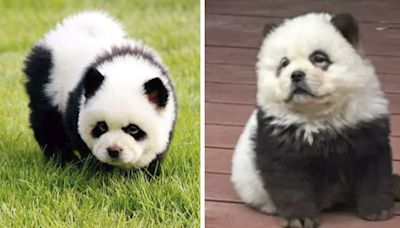 Zoológico pinta perritos para que parezcan pandas y los exhibe: Internet no lo perdona