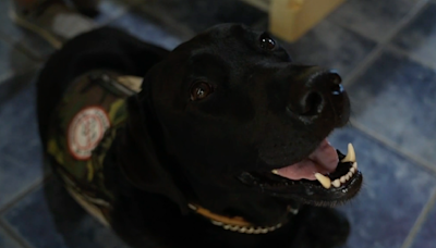 Veteran lobbies Congress to help raise money for service dogs