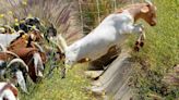 Goats make annual return to the Ronald Reagan library