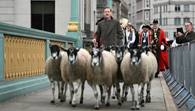 Why Damian Lewis is herding sheep in London