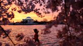 When do the cherry blossoms bloom in Washington, DC? Here's when to expect 'peak bloom'