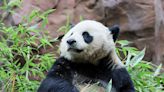 First giant pandas sent from China in decades make their debut at San Diego Zoo