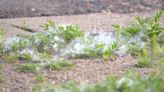 Cottonwood season in full swing in Minnesota, causing allergies to go into overdrive