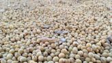 Brasil tendrá abundantes cosechas de maíz y soja pese a altos precios de fertilizantes: StoneX
