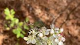 Plant this 'showy' native tree in Wilmington for a unique wildlife friendly landscape