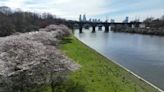 Philadelphia's cherry blossoms reaching peak bloom earlier than usual