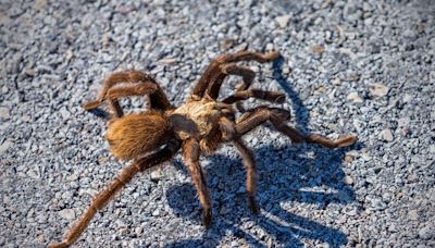 Texas Brown Tarantulas on the move in Missouri – What to do if you spot one