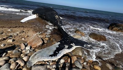 Dead whale washes up on Block Island; experts recommend keeping a distance