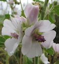 Althaea (plant)