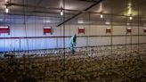 H5N2: ¿Qué sabemos de la variante de la gripa aviar que provocó la muerte de un mexicano?