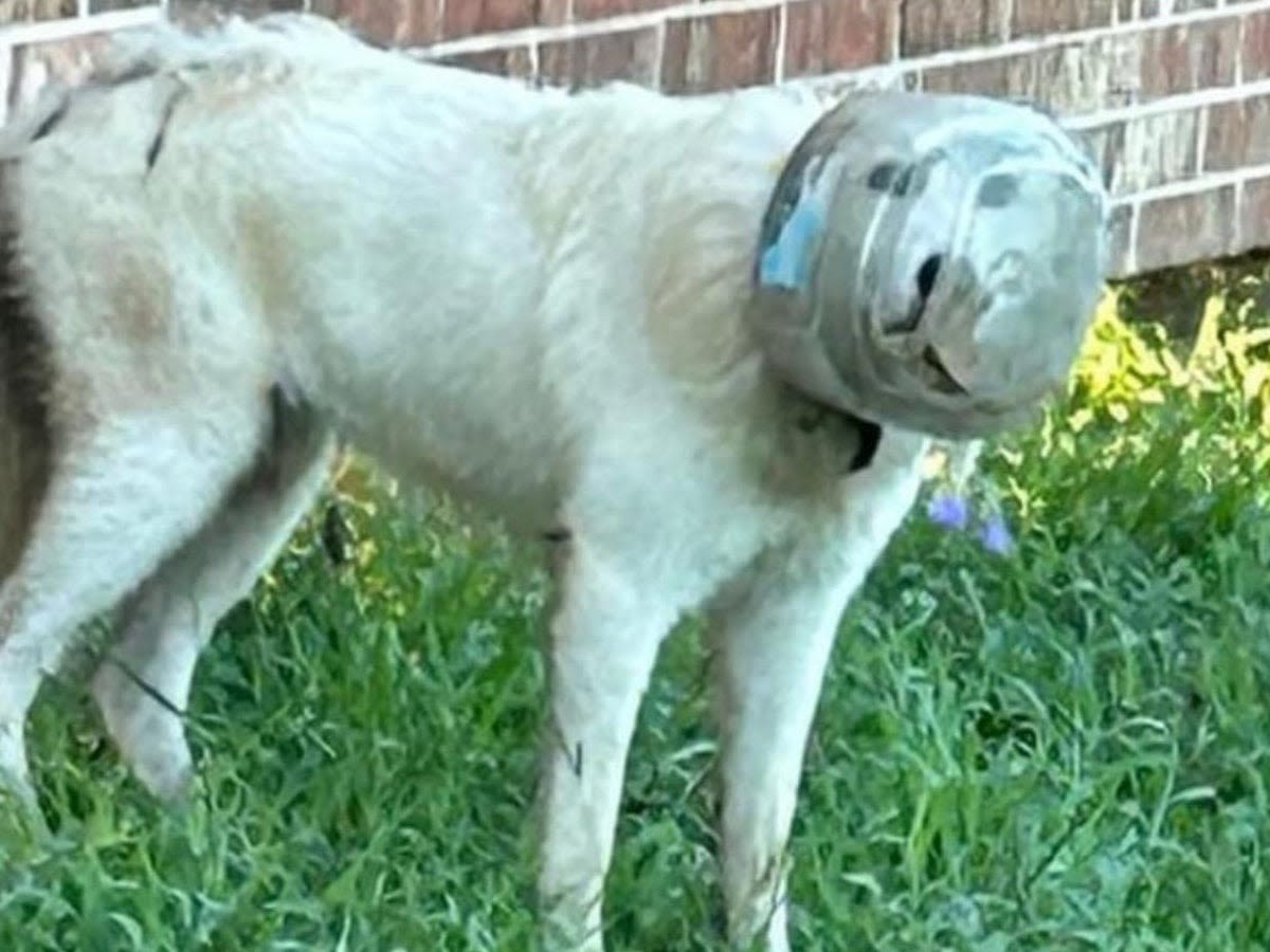 Ruff life: Texas town launches massive manhunt with drones to find missing dog with bowl on his head