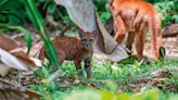 How citizen science projects are safeguarding Costa Rican pumas