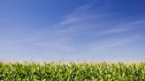U.S. corn acres, grain stocks higher than expected - AGCanada
