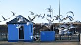 'Gutsy' gulls dive-bombing town's residents