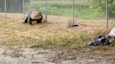 Florida authorities in video wrangle, remove massive alligator from pathway frequented by schoolchildren