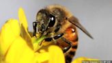 Bees can smell cancer, MSU researchers say