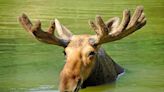 Rescue Moose Enjoying a Swim Pacific Northwest Wildlife Park Is Such a Delight