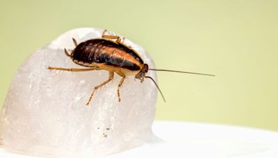 Cockroach infestations are up by a third in Spain: Is climate change to blame?